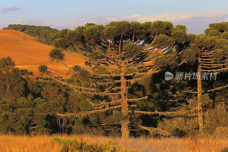 巴西南部，在金色日出的山丘上，有天南星松树的田园诗般的风景