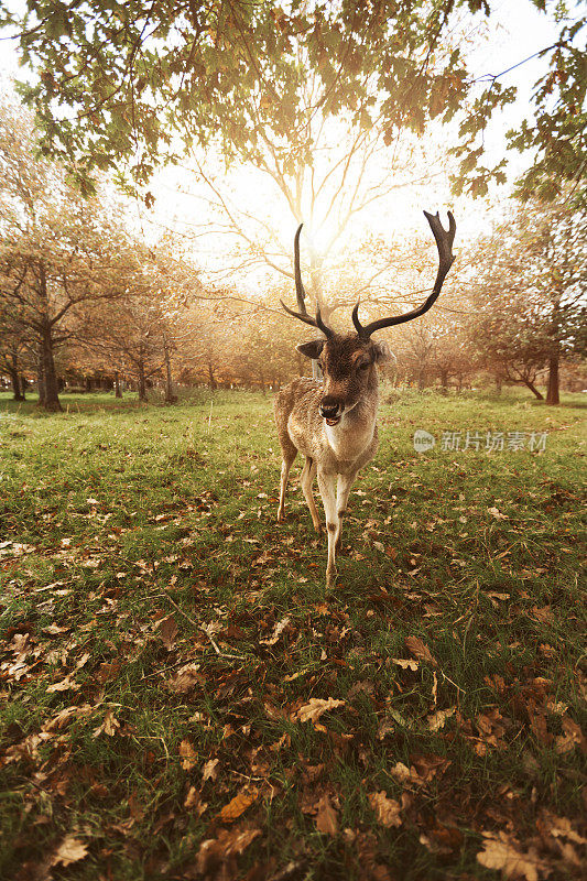 都柏林凤凰公园的鹿