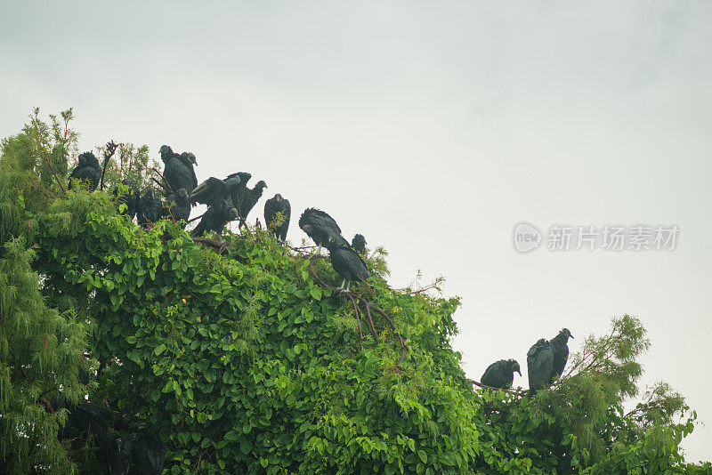 黑秃鹫在树大沼泽景观佛罗里达