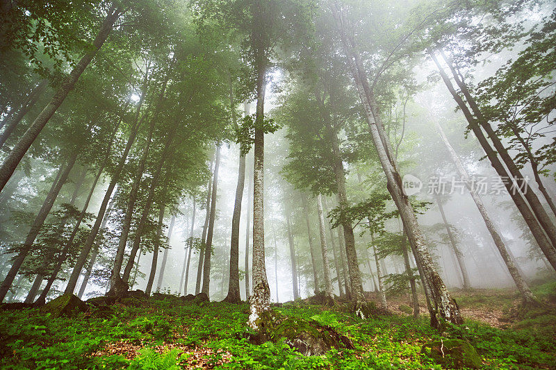 山景有雾，有树