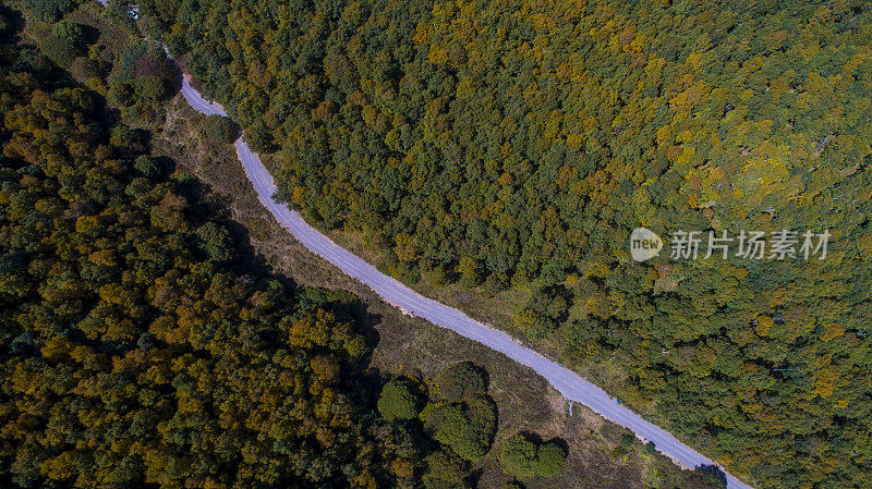 鸟瞰图森林中的道路