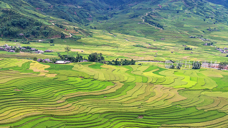 越南盐白木仓寨梯田上的稻田。越南西北部的稻田正在准备收割