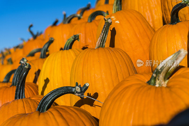 生动的新鲜南瓜在万圣节和感恩节季节性农贸市场