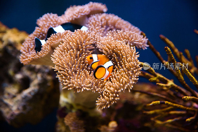 有海葵珊瑚的小丑鱼