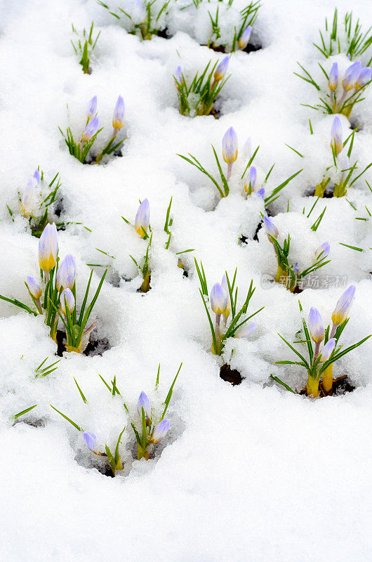 藏红花在初春的雪地里开花