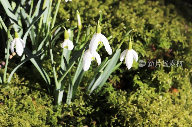 雪花莲在树林里