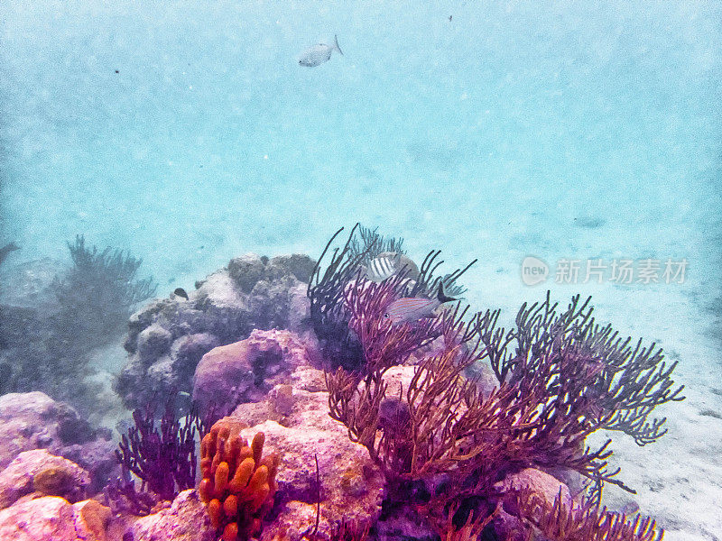 艾库玛尔礁