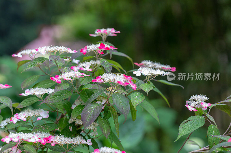 粉色和白色的绣球花