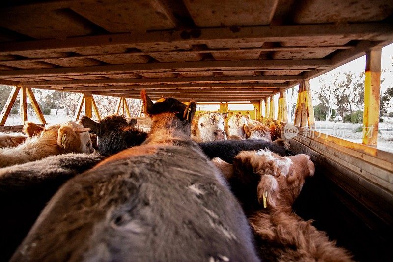 草饲肉牛，用卡车运输到市场
