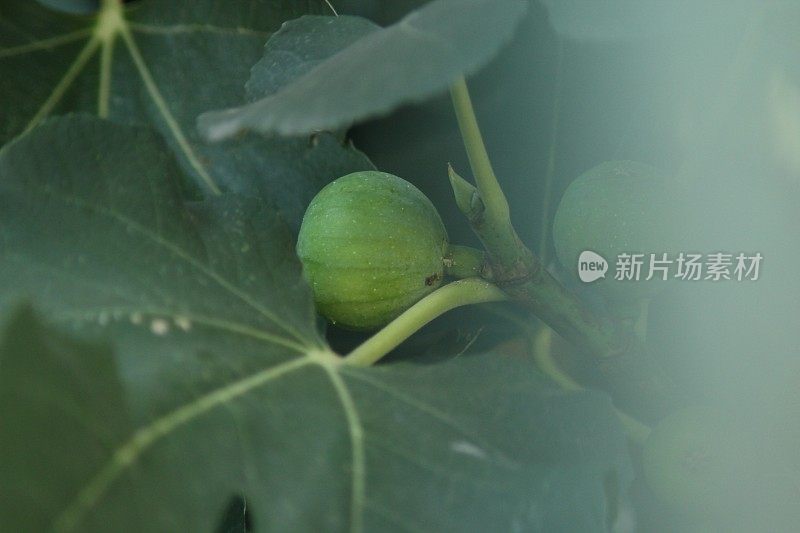 鲜绿的无花果