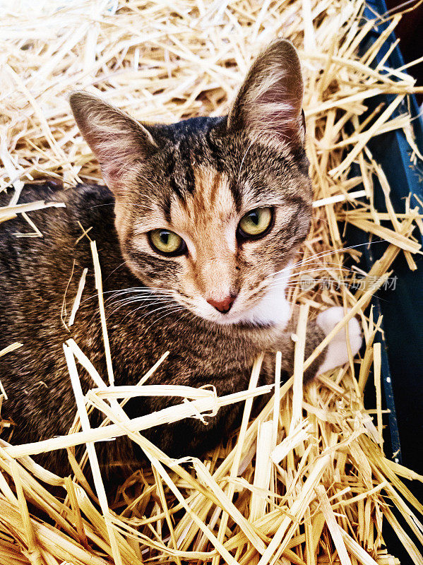 虎斑猫从她舒适的稻草窝里抬起头来