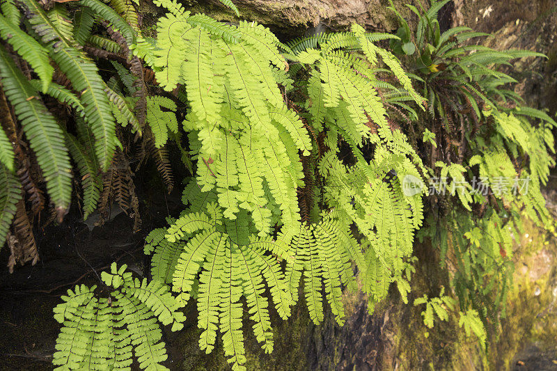 植物湾海岸热带雨林蕨类植物植物环径胡安德富卡省公园温哥华岛不列颠哥伦比亚省
