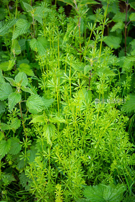 刺荨麻和其他植物在路边的英国