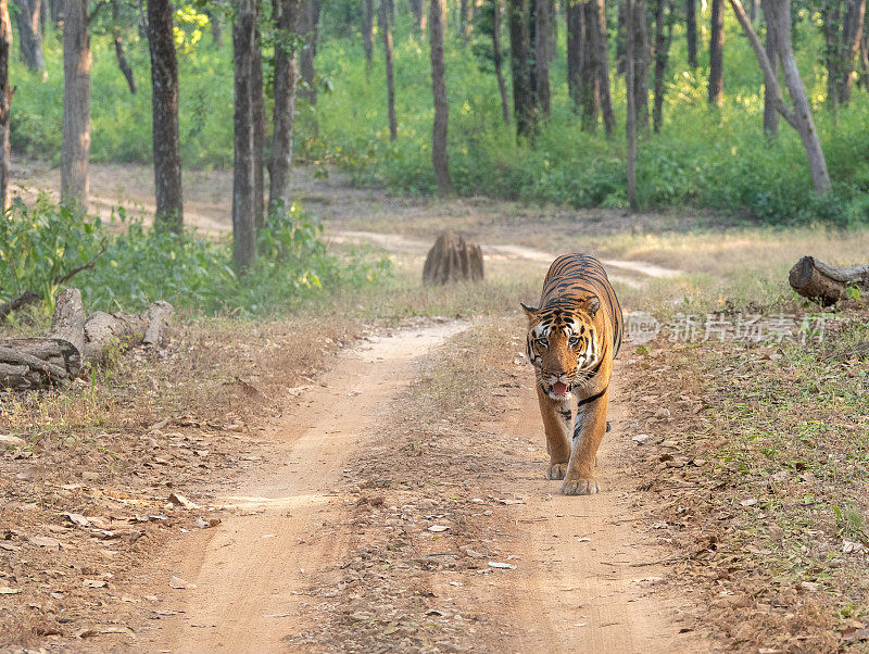 印度班德哈瓦格国家公园的一条小路上行走的孟加拉虎