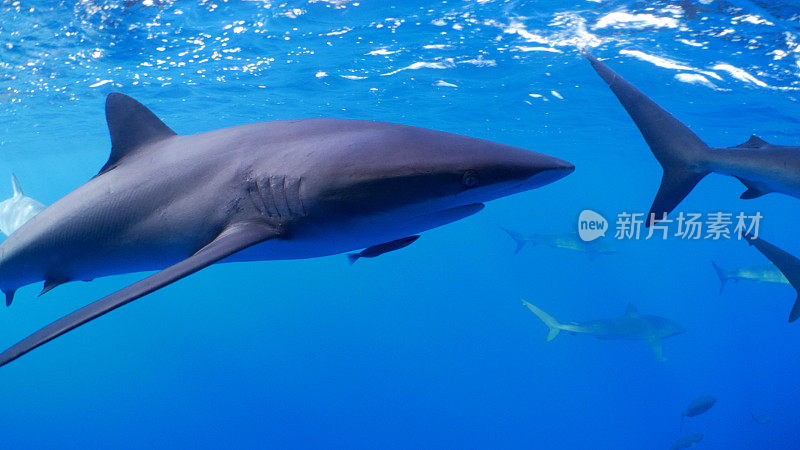 加拉帕戈斯鲨鱼在船下面游泳