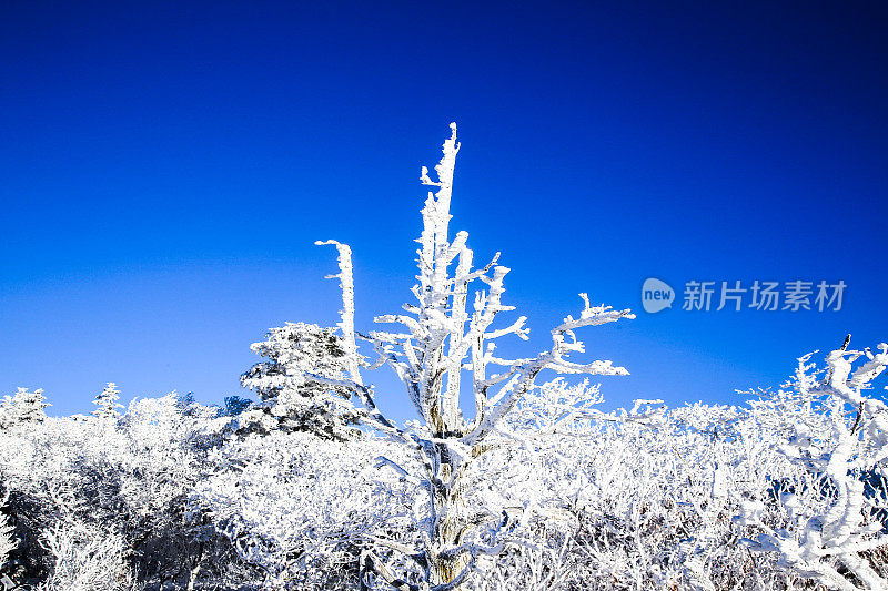 VD703韩国德okyoo山15号山顶被霜覆盖的树枝