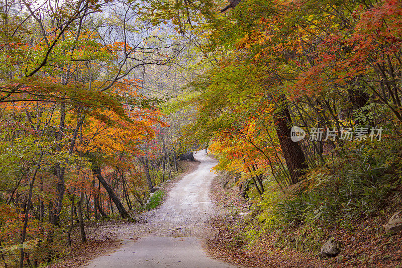 秋天森林路