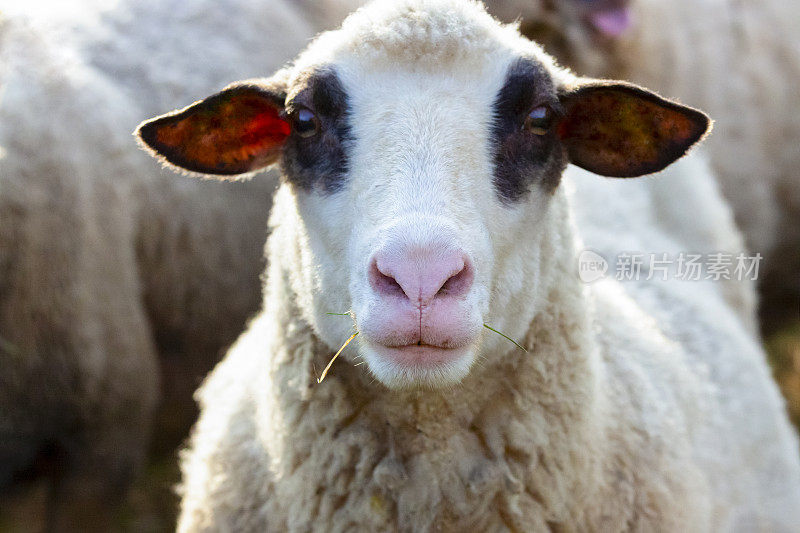 羊的肖像，特写正面的羊头户外