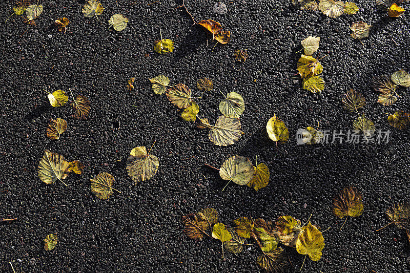 潮湿的秋叶在柏油碎石上小叶石灰
