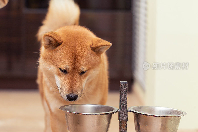 红柴犬吃着狗碗