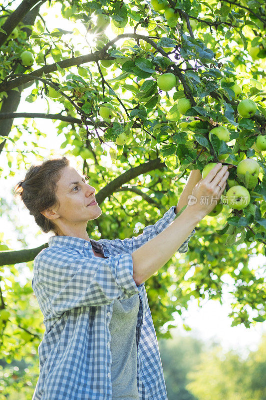 一个女人从树上摘苹果