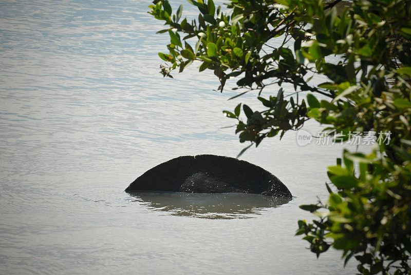 海牛浮出水面