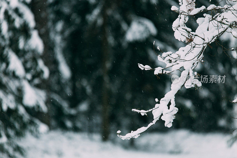 神奇的雪覆盖了树木。美丽的冬天的风景