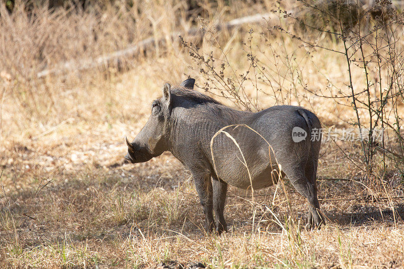 疣猪。非洲赞比亚