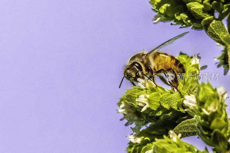 花上的蜜蜂的特写