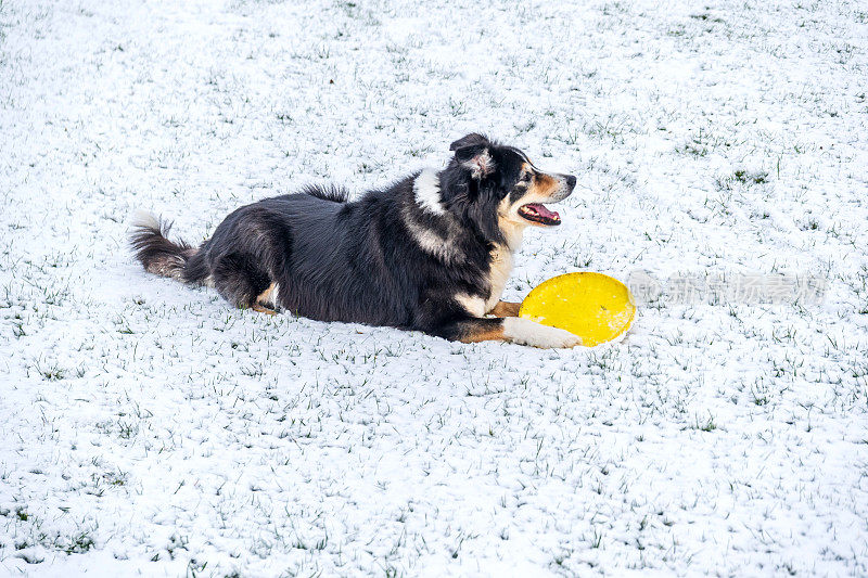 博德牧羊犬站在深雪中