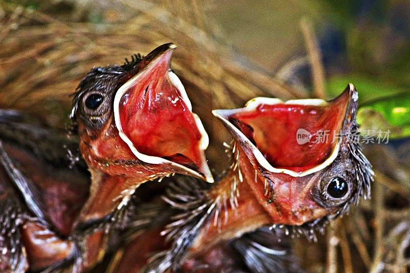被关起来的饥饿的小鸟在巢中等待食物。