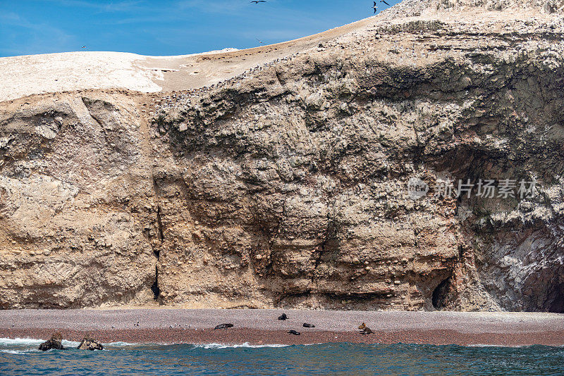 秘鲁巴列斯塔斯群岛国家保护区的南美海狮