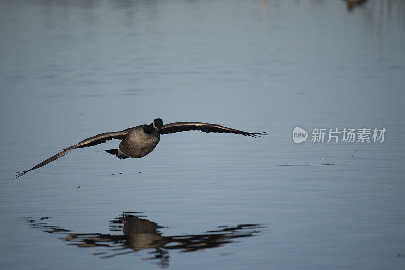 加拿大鹅降落在水面上