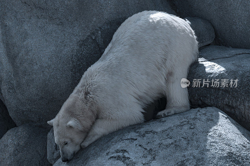 北极熊站在靠近水边的岩石上