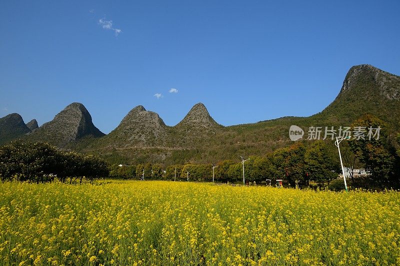 喀斯特山峰和油菜花田