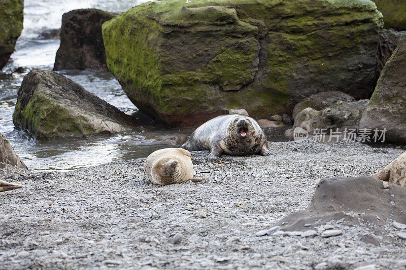灰海豹在不列颠群岛的海岸打哈欠