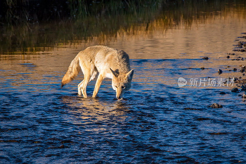 郊狼在怀俄明州的小溪里喝水