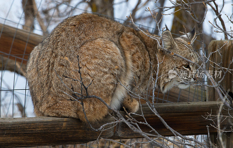 山猫猎兔子