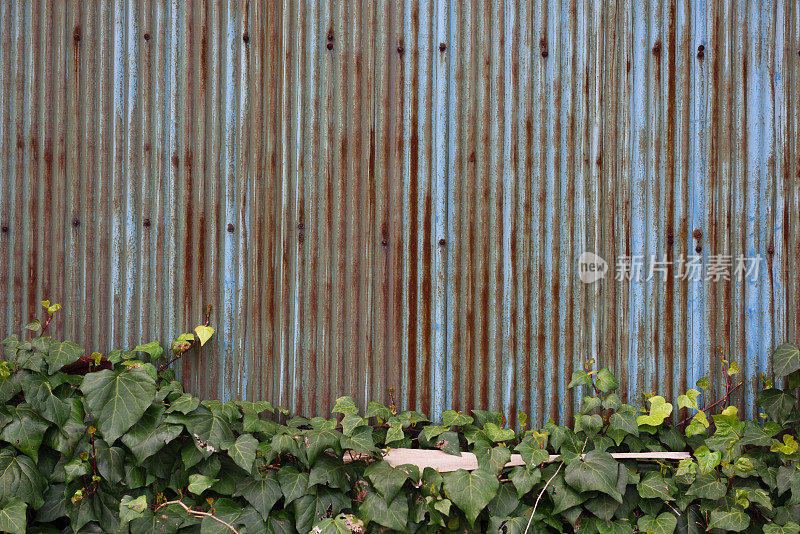 锈迹斑斑的波纹铁墙，爬满了常春藤