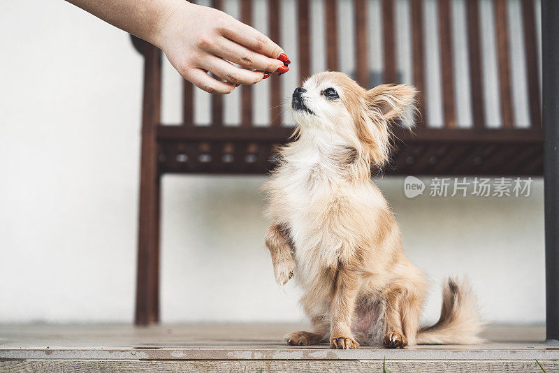 浅棕色的长毛吉娃娃等待她的款待