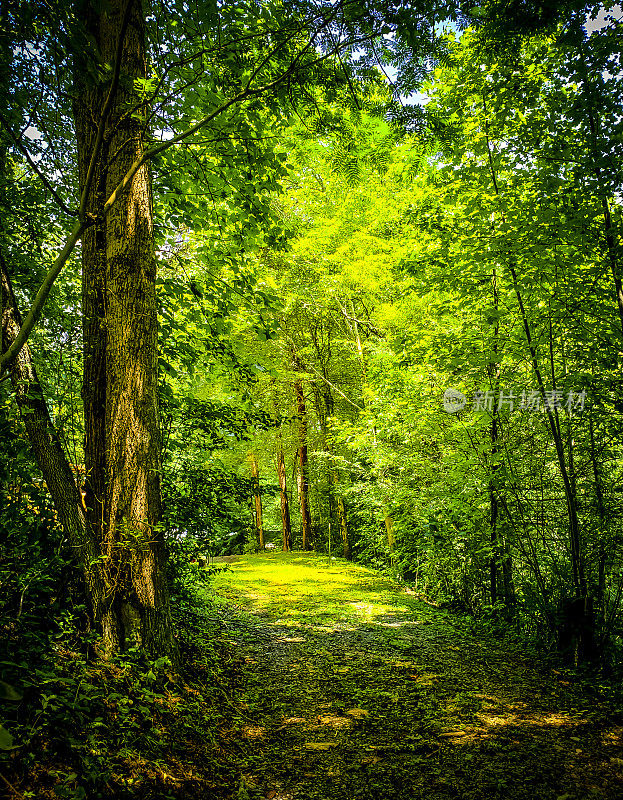 在森林里的徒步旅行小径与明亮的阳光透过林地树叶过滤-夏天