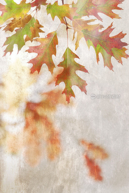 秋天秋天的橡树叶在纹理的背景
