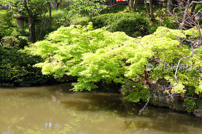 在池塘里