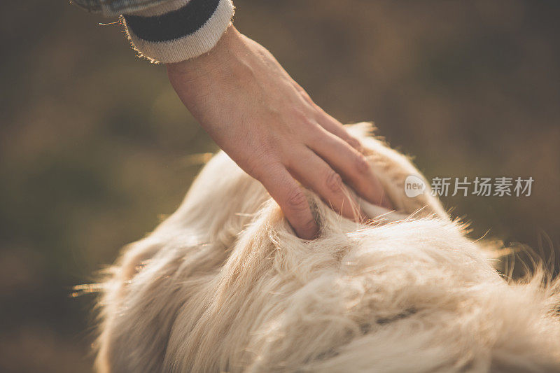 抚摸金毛猎犬的女人