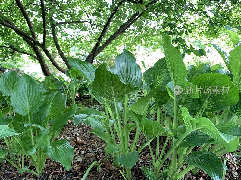 玉簪属草本植物阴影花园