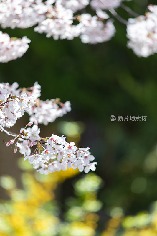 日本的樱花