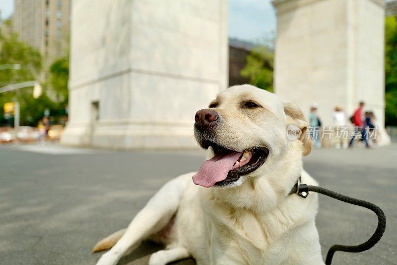 拉布拉多寻回犬