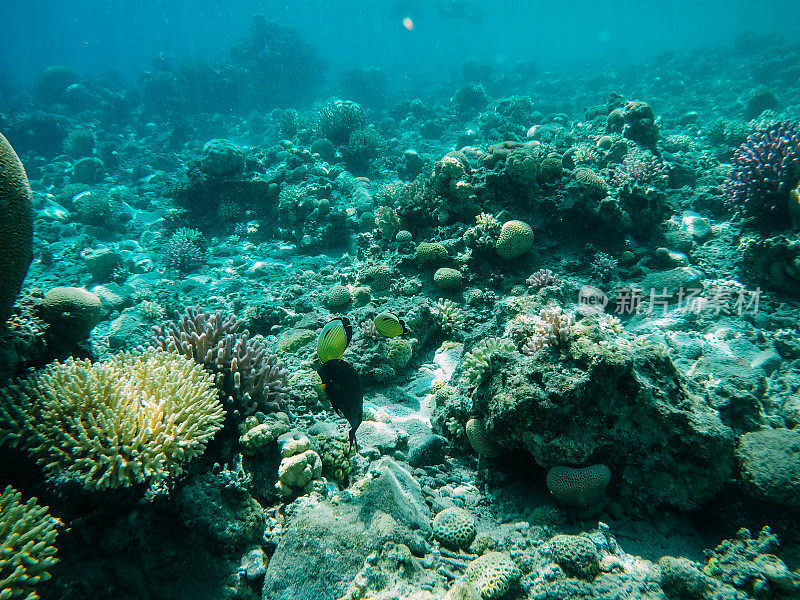 红海中的水下珊瑚礁