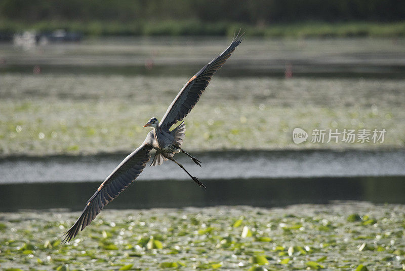 大蓝鹭飞行