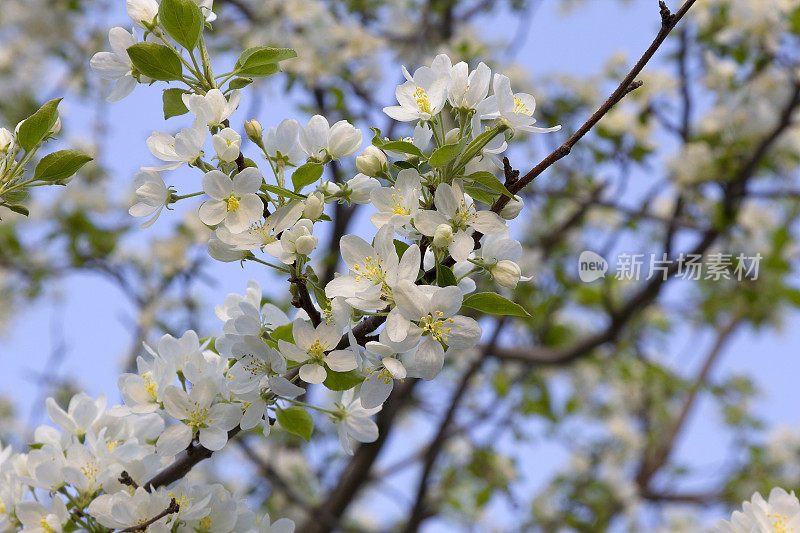 白色的花和苹果树的树枝